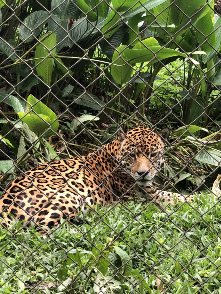 THE AMAZON RAINFOREST- This blog post will let you know what to expect and everything else you need to know for an Amazon Jungle excursion. #Ecuador is one of the best places to experience the #amazonrainforest. In #Banos, the rainforest is a short distance and makes it the perfect departure point! Overnight rainforest tours from Banos - Staying in the #amazon #rainforest in Ecuador. Ecuador travel tips | amazon travel tips | what to do in Ecuador | things to do in Banos | Banos day trips