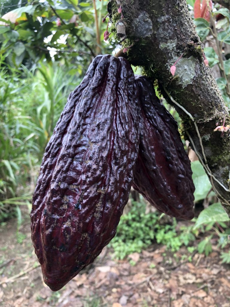THE AMAZON RAINFOREST- This blog post will let you know what to expect and everything else you need to know for an Amazon Jungle excursion. #Ecuador is one of the best places to experience the #amazonrainforest. In #Banos, the rainforest is a short distance and makes it the perfect departure point! Overnight rainforest tours from Banos - Staying in the #amazon #rainforest in Ecuador. Ecuador travel tips | amazon travel tips | what to do in Ecuador | things to do in Banos | Banos day trips