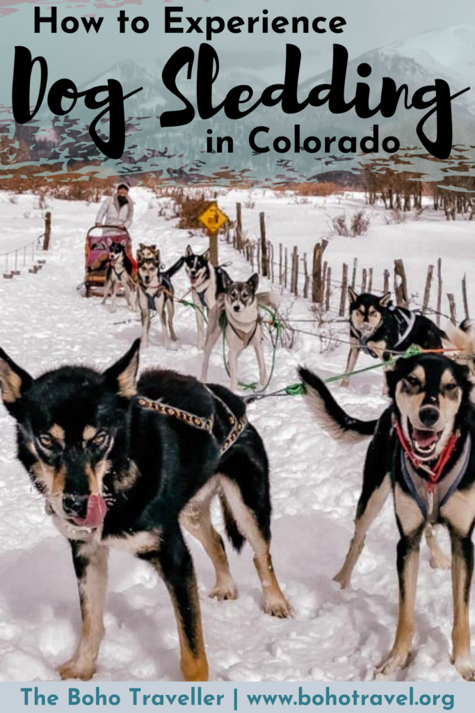 DOG SLEDDING IN DURANGO COLORADO - Dog sledding in colorado is one of the most Unique Winter Activities you can do!  Experience an ancient tradition that is fun for the entire family!  Dog Sledding is an adventure activity that you can do in Durango Colorado.  Mush through the snow with alaskan huskies - learn more about the dog sledding experience and what to bring dog sledding in colorado!  #durango #Colorado #mountains #skitrip #travel #unitedstates #husky #dogsledding #winteractivities