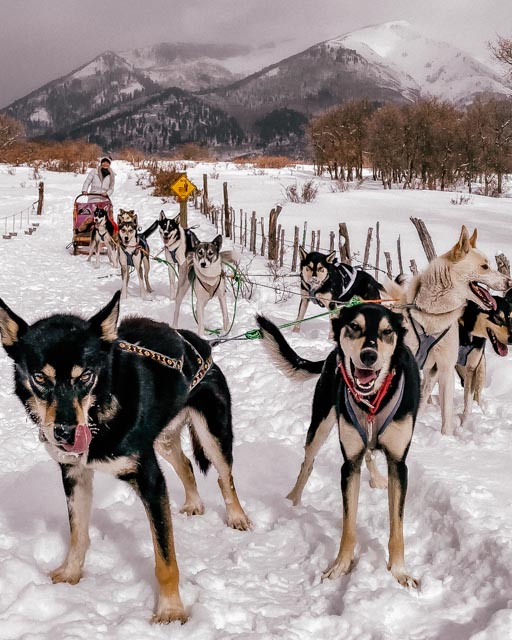 dog sledding in durango girl with team of dogs with mountain in background