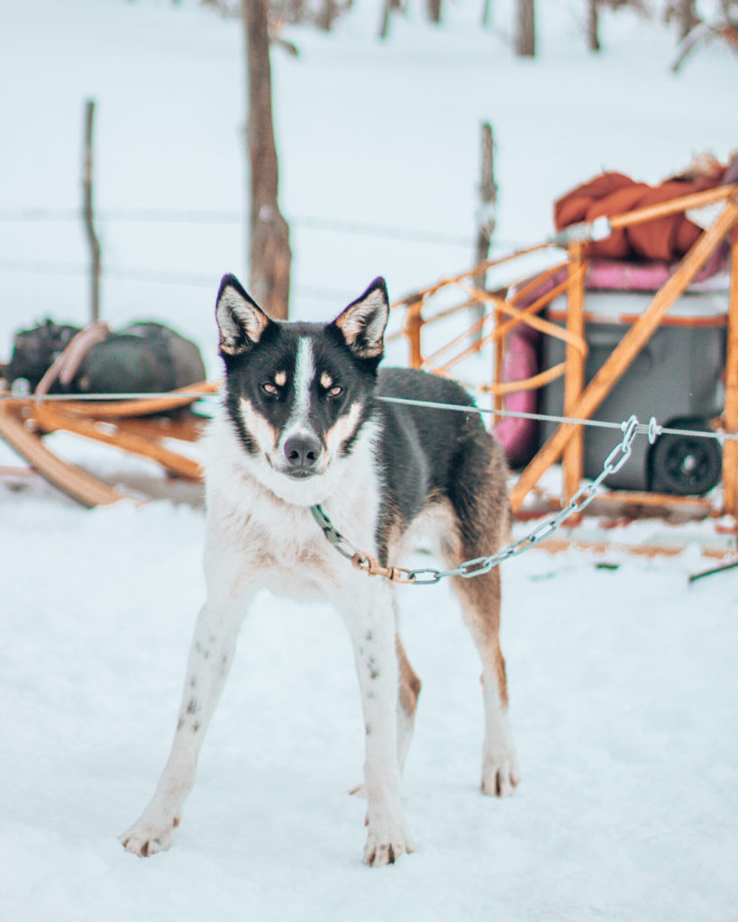 alaskan husky sled dog looking fierce in the snow