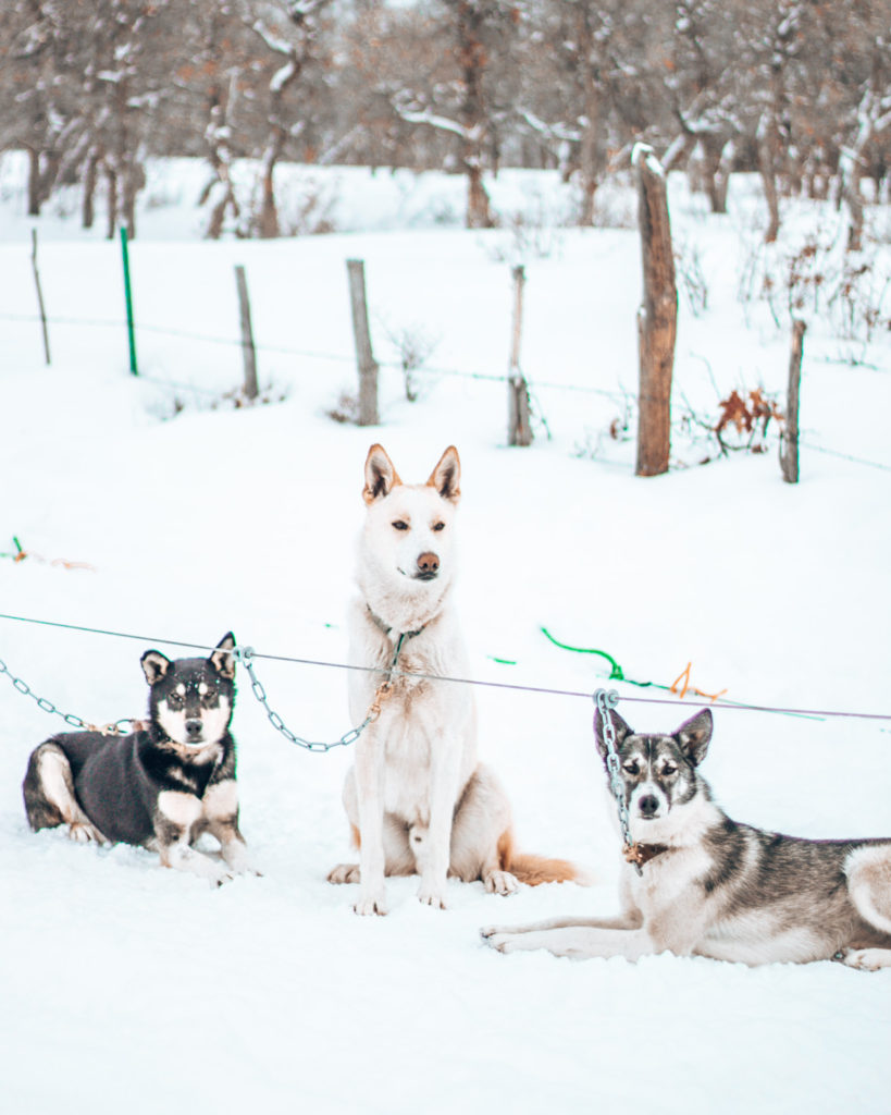 sled dogs alaskan huskies hanging out in the snow