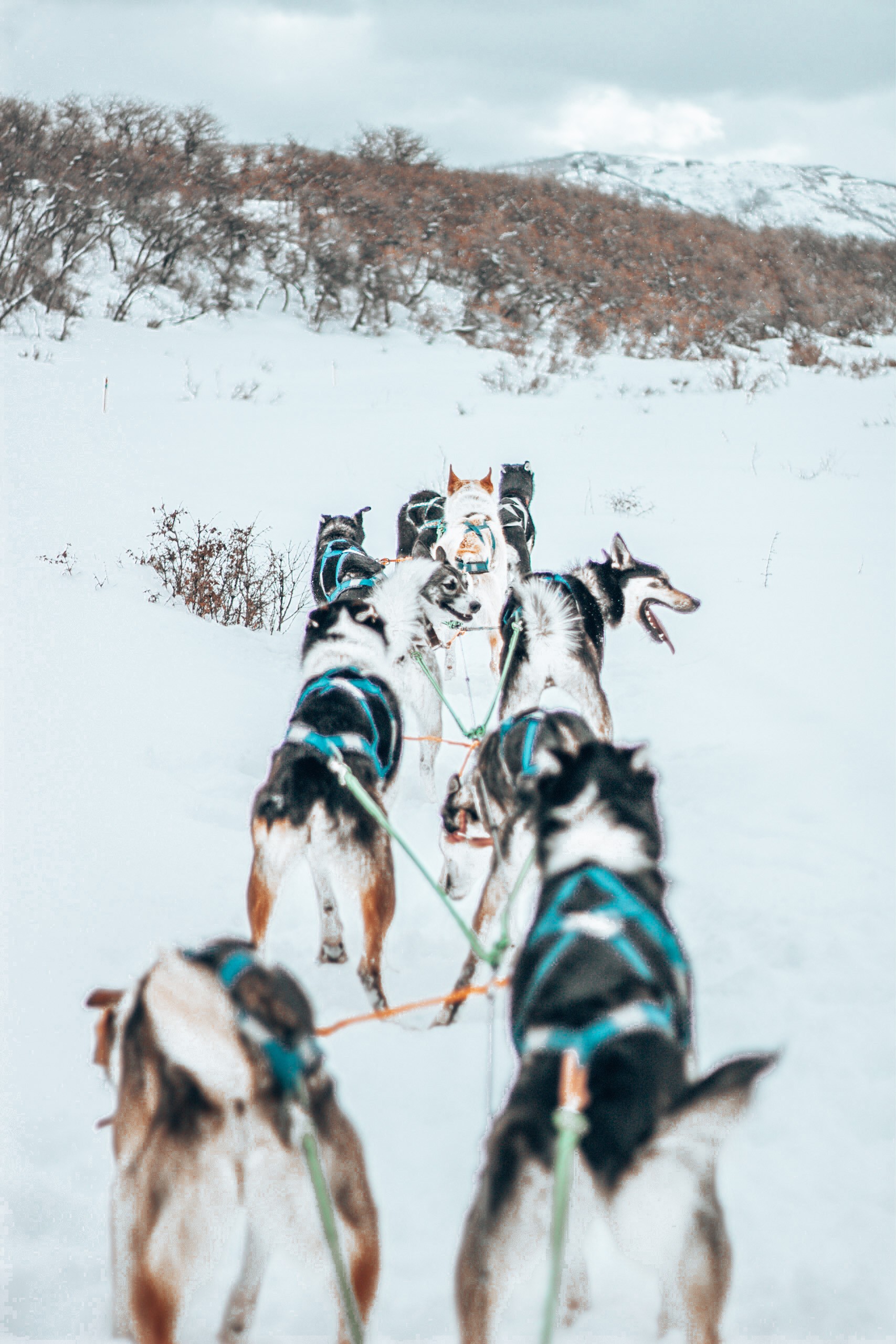 Dog Sledding Durango – A Barking Good Time!