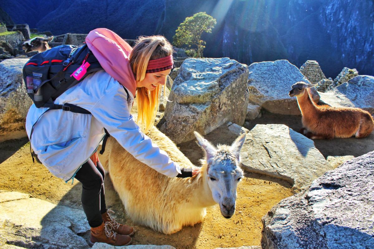 petting llamas at Machu Picchu in peru
