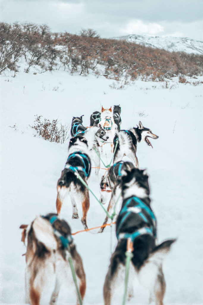 sled dogs running through the snow in colorado